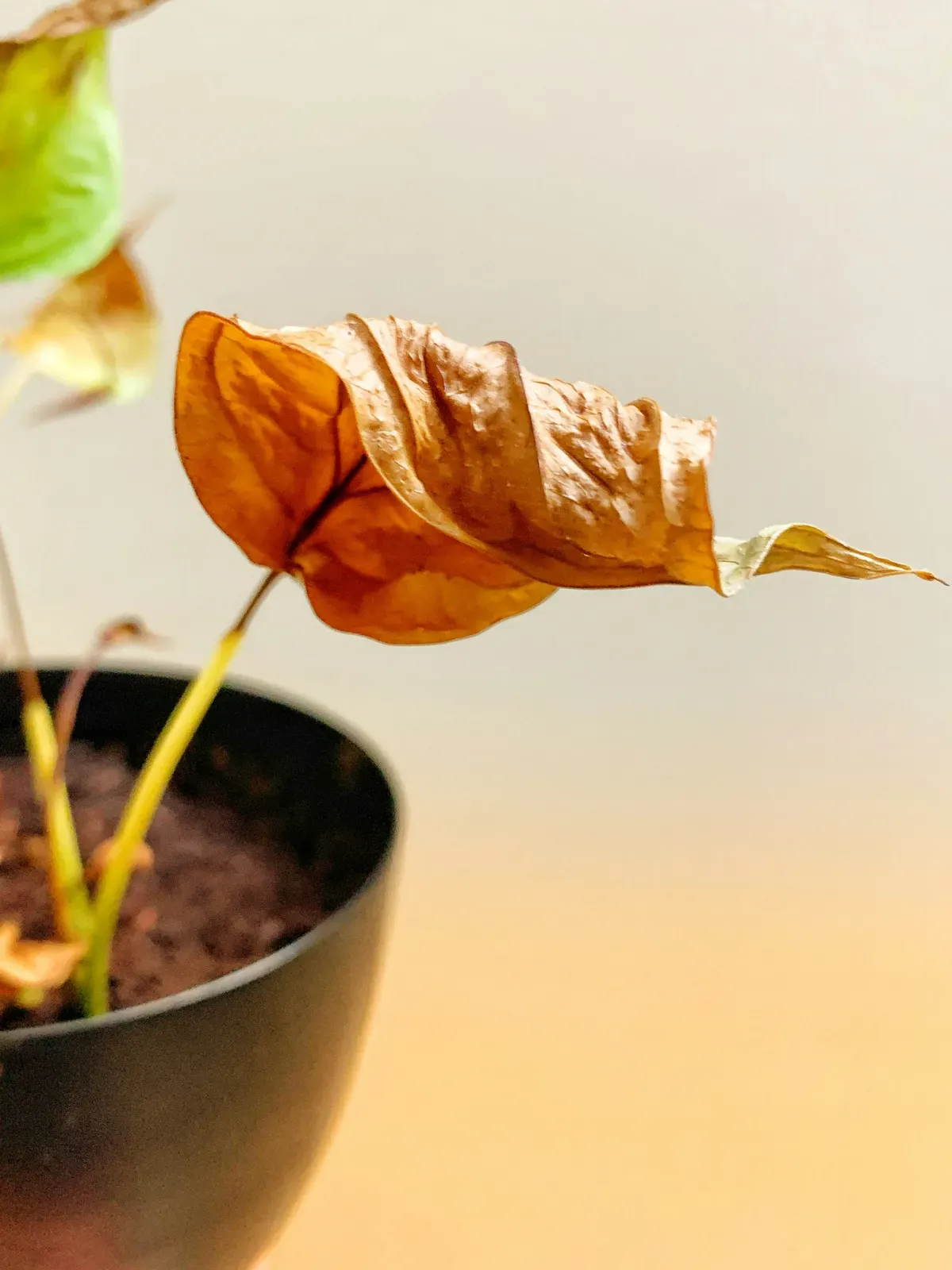 Hoja de una planta de interior amarilleando y secándose en su maceta