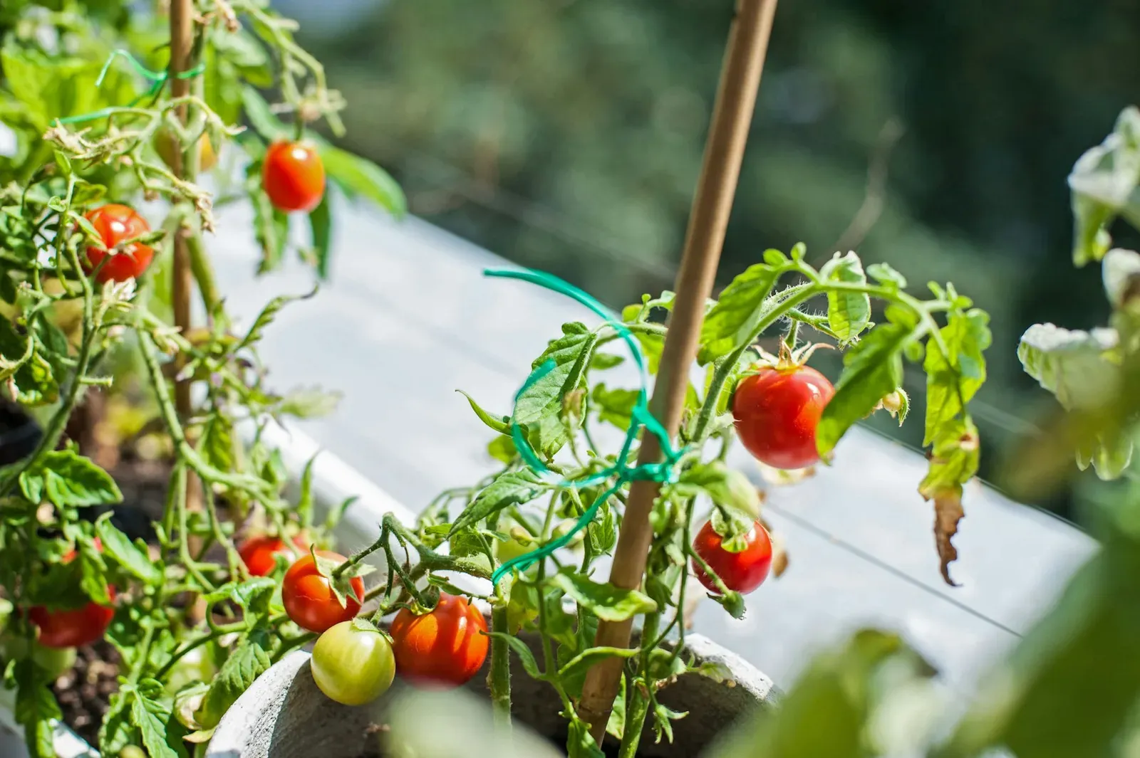 Tomates madurando en una tomatera cultivada en maceta