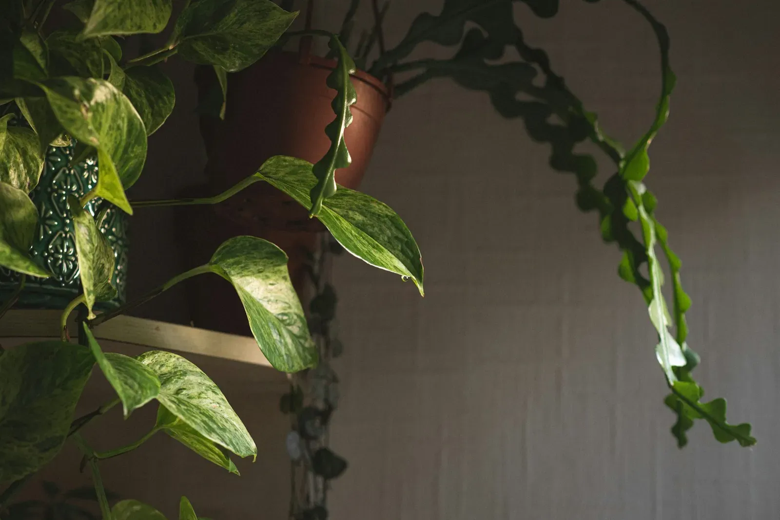 Poto variegado y plantas colgantes en un rincón con poca luz