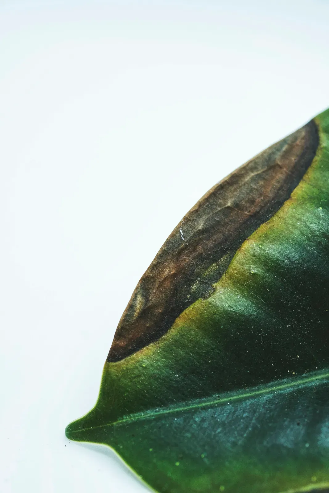 Hoja verde de ficus con una zona seca de color marrón