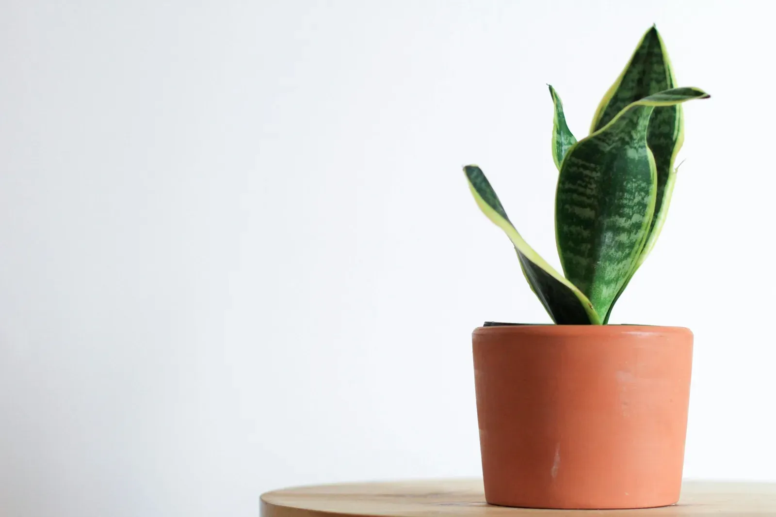 Sansevieria en una maceta de terracota sobre una mesa